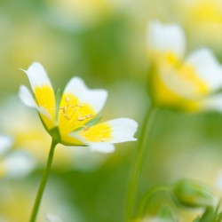 poached egg flower