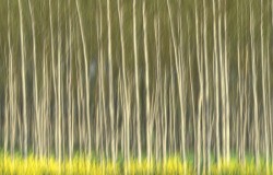 poplars & yellow flowers