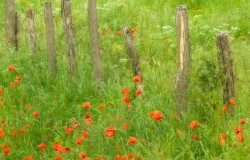 poppies and fence