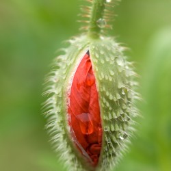 poppy bud