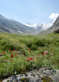 potentillas and mountain