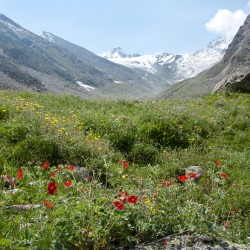 potentillas and mountain