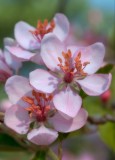 prairie crabapple