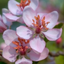 prairie crabapple