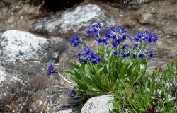 primula macrophylla