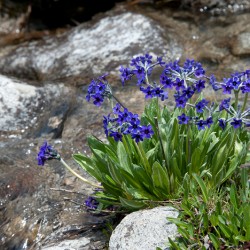 primula macrophylla