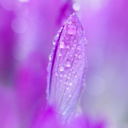 purple crocus with raindrops