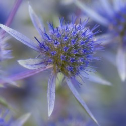 sea holly