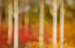 silver birch wood in autumn