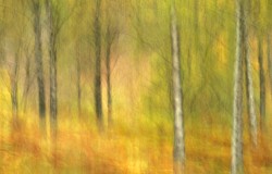 silver birches in autumn