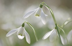 snowdrops