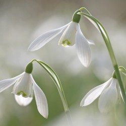 snowdrops