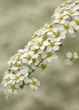 spiraea