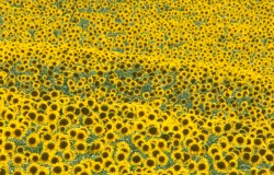sunflower field