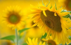 sunflowers
