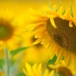 sunflowers