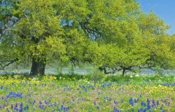 tree and wildflowers