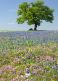 tree and wildflowers, mason county