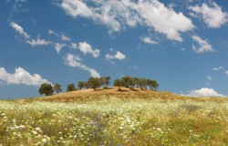 trees and wildflowers, tuscany