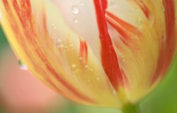 tulip close up