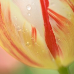 tulip close up