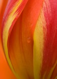 tulip close up