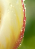 tulip edge