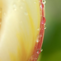 tulip edge