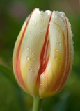 tulip with water drops