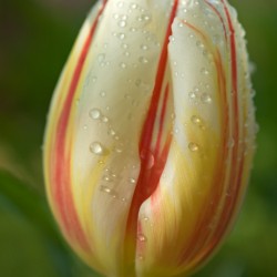 tulip with water drops
