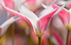 tulipa Lady Jane