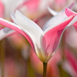 tulipa Lady Jane