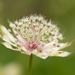 white astrantia