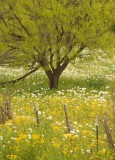 white prickly poppies and mesquite tree