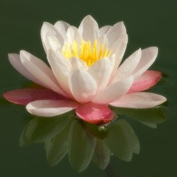 white water lily