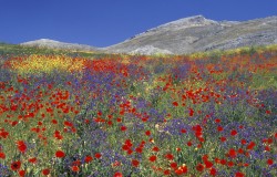 wildflower meadow and mountain