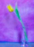 yellow tulip
