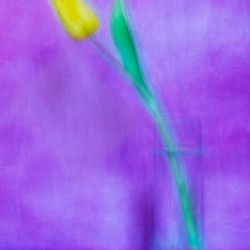 yellow tulip