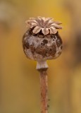 poppy seedhead