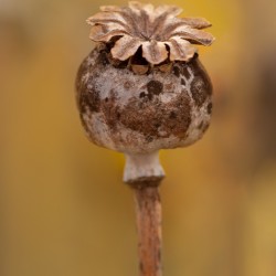 poppy seedhead