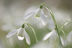 snowdrops