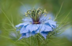 love in a mist 2