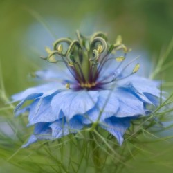 love in a mist 2