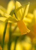 daffodil