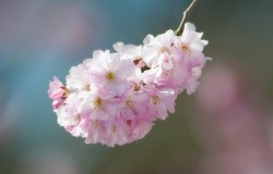 prunus accolade
