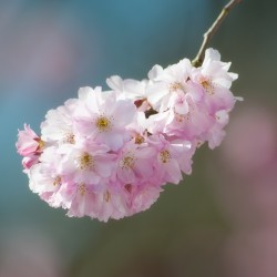 prunus accolade