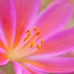 lewisia