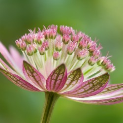 astrantia 3