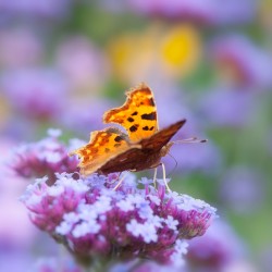 comma