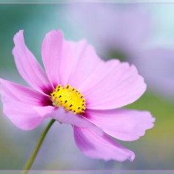 cosmos with border